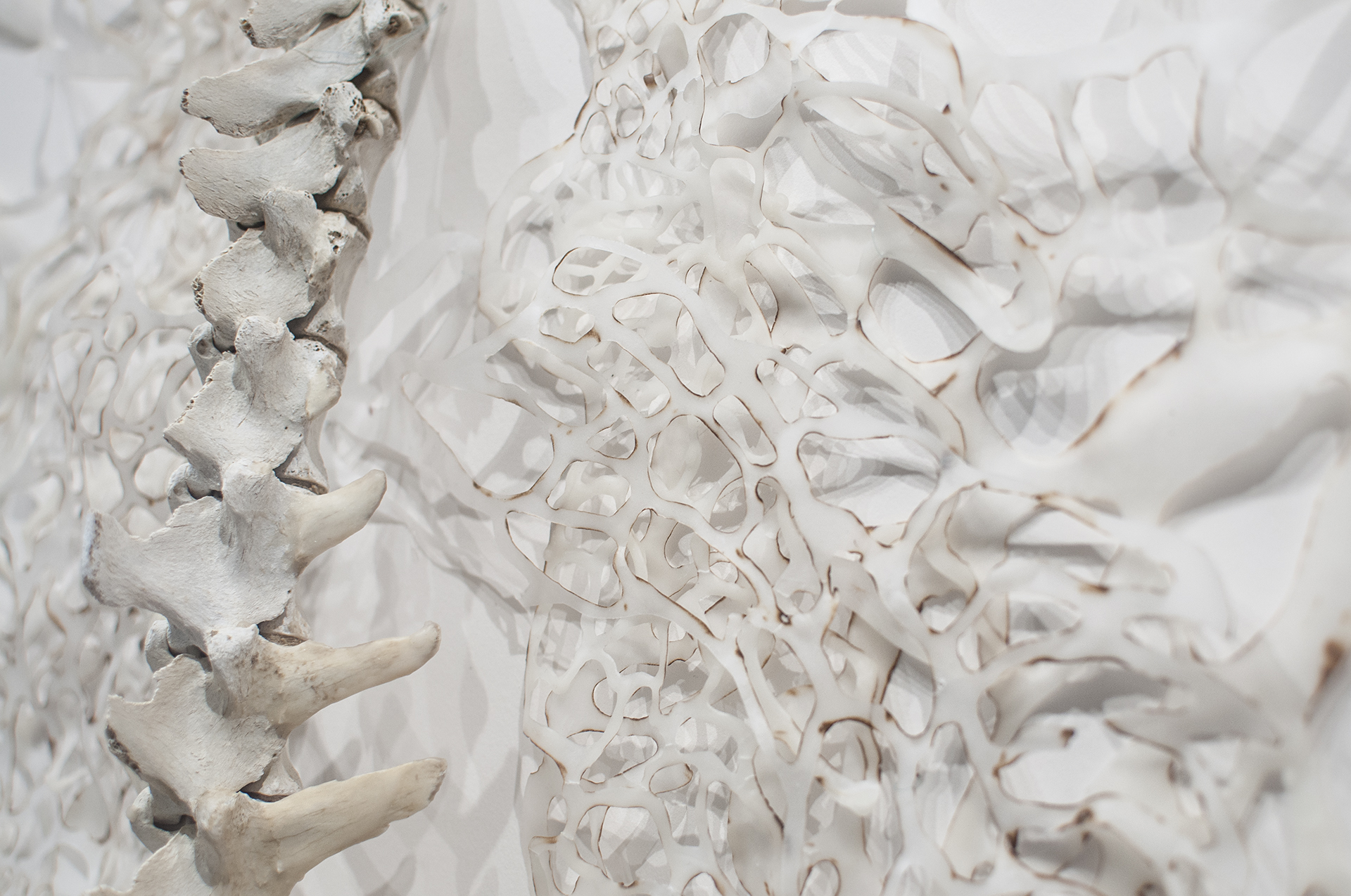 Flesh and Bone Detail Handcut and Burnt Rice Paper, Beeswax, Bone 2013