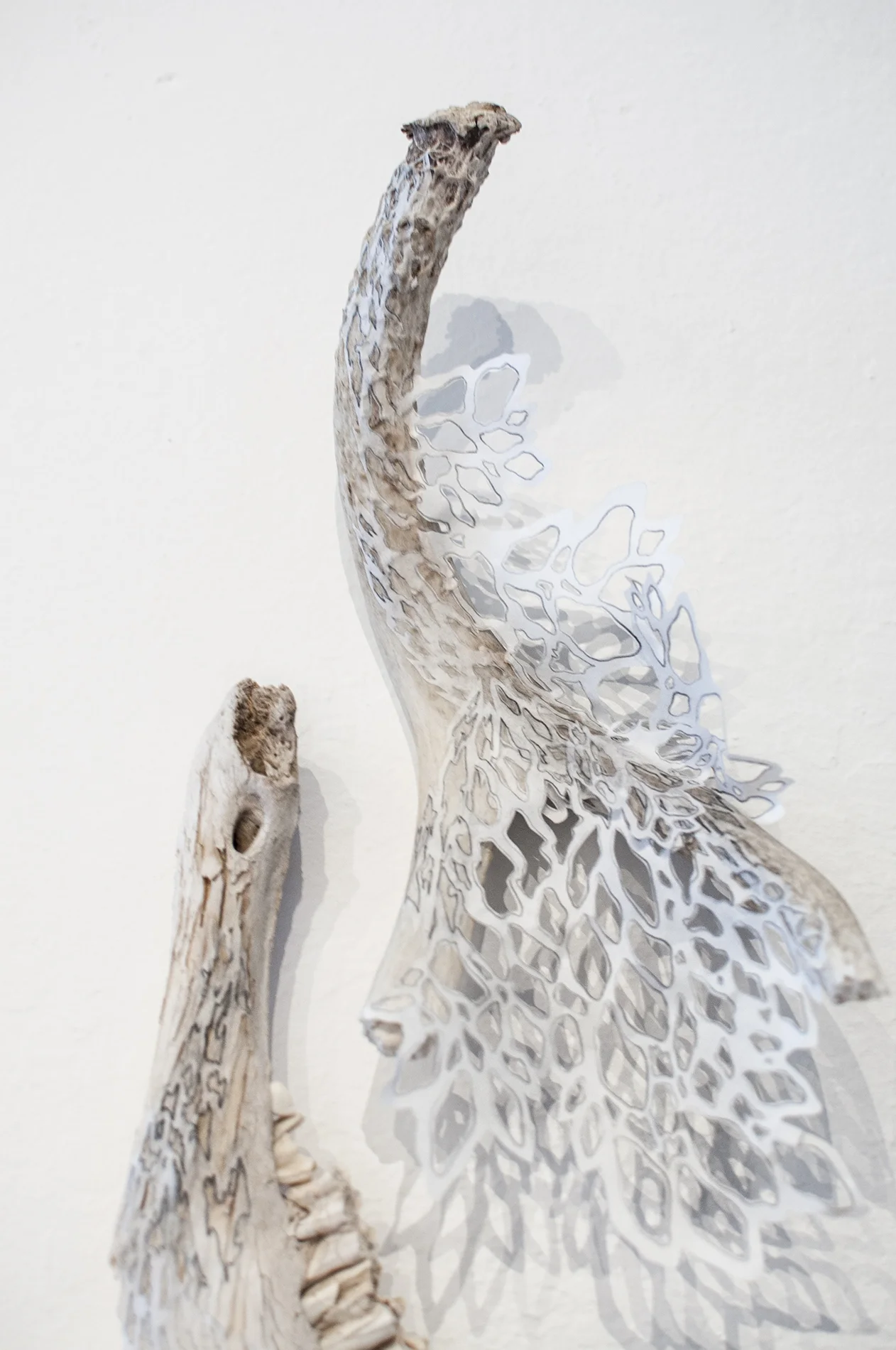 Growth In the Most Unlikely of Places Detail Bone, Handcut Rice Paper, Graphite 2014
