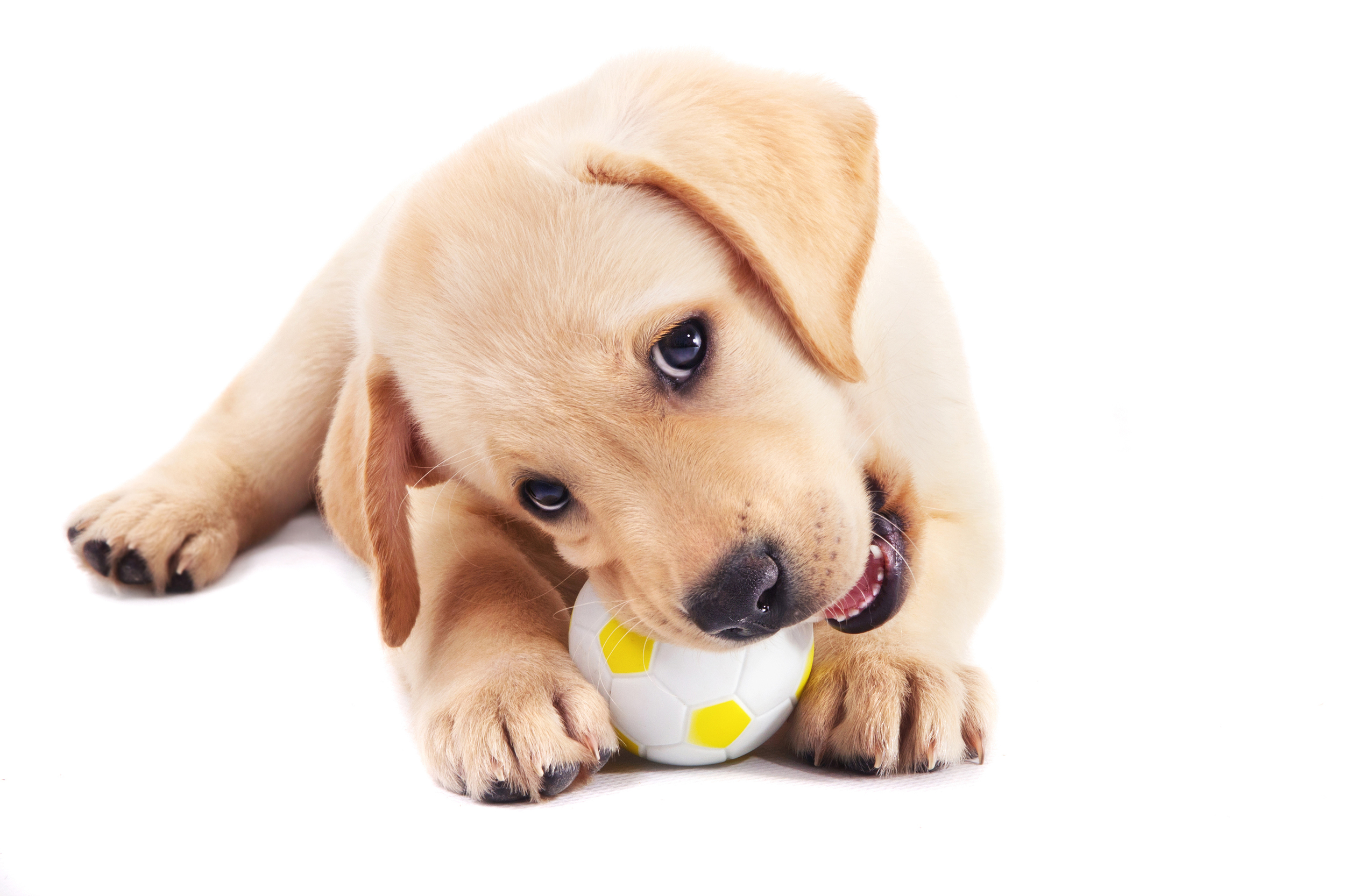 shutterstock_81425791.jpg