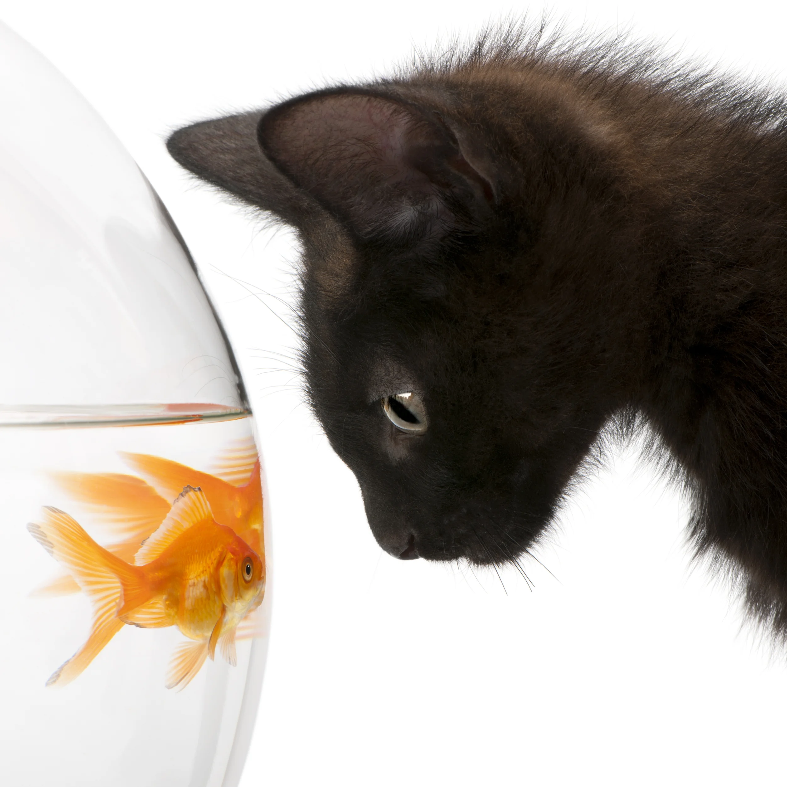 shutterstock_62827624.jpg