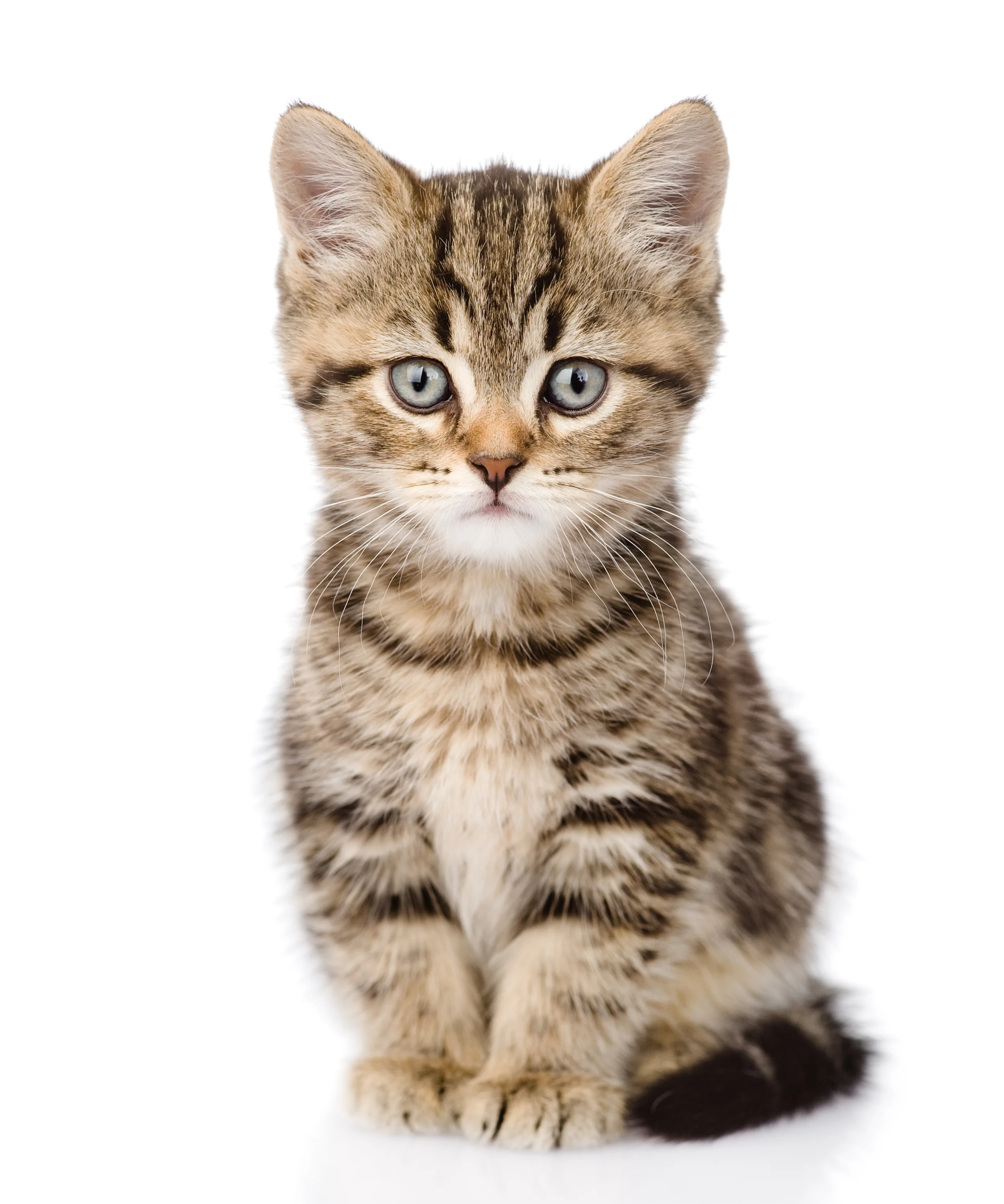 shutterstock_174829184.jpg