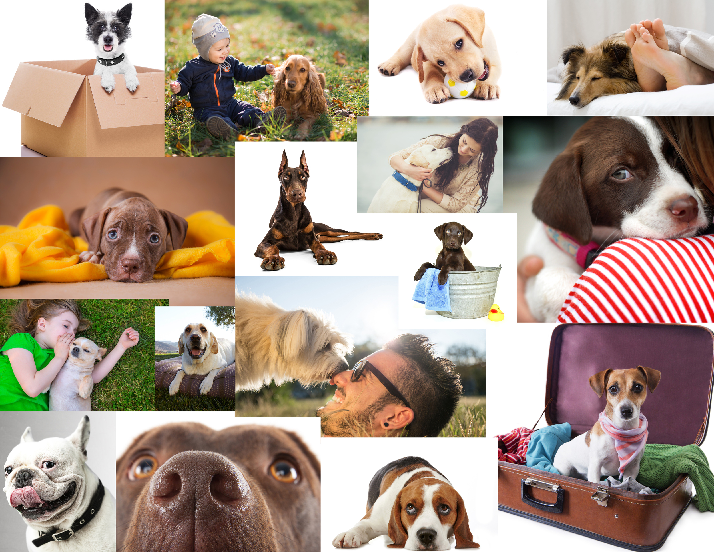 dog-contactsheet.jpg