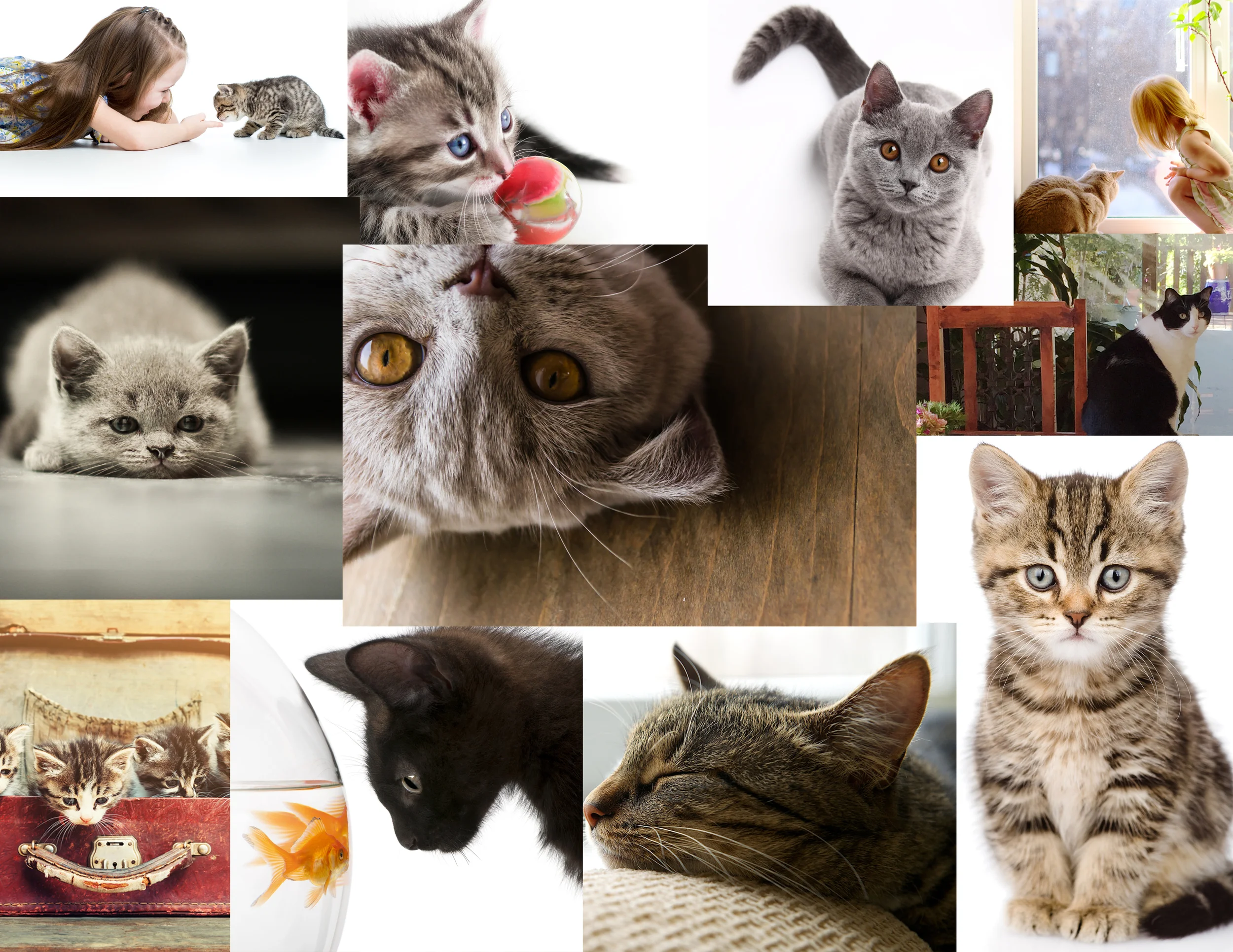 cats-contact.jpg