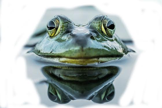 Digital-Fringe_Bullfrog-in-the-snow_chris-davis.jpg