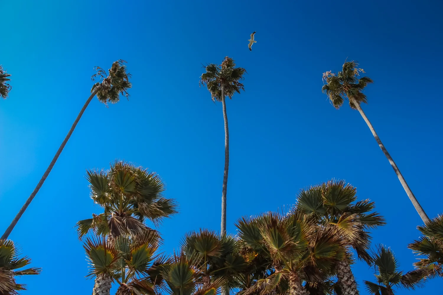 Tall-palm-trees-and-seagull-over-Butterfly-Beach-in-Santa-Barbara-California.jpg