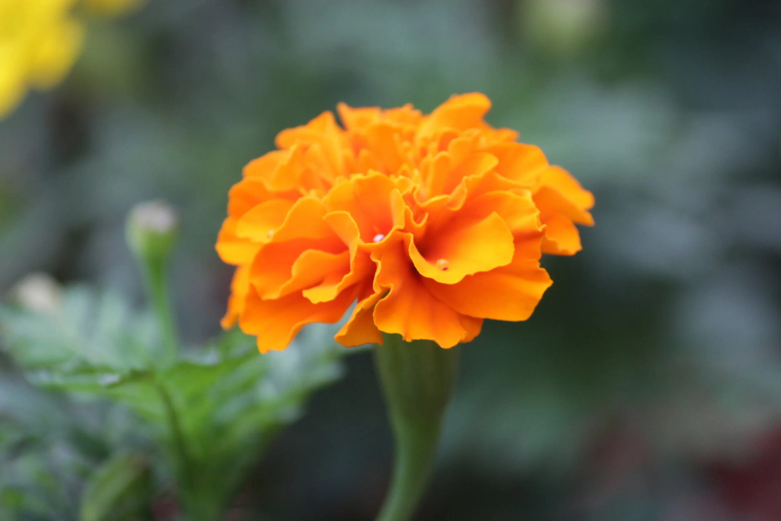 orange.JPG