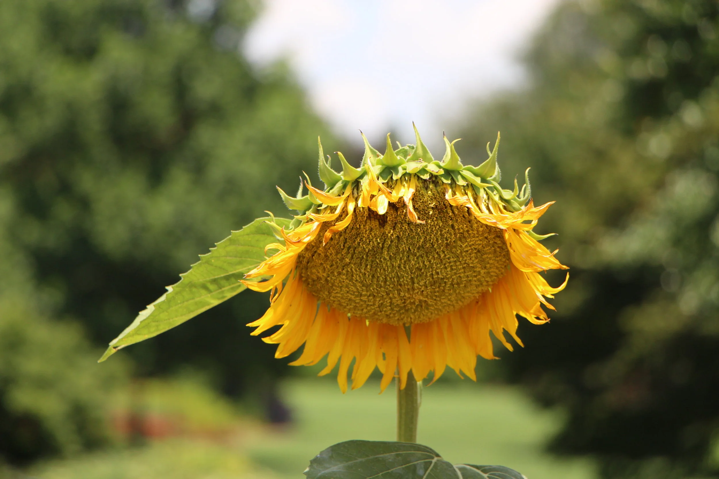 flowerfeather.JPG