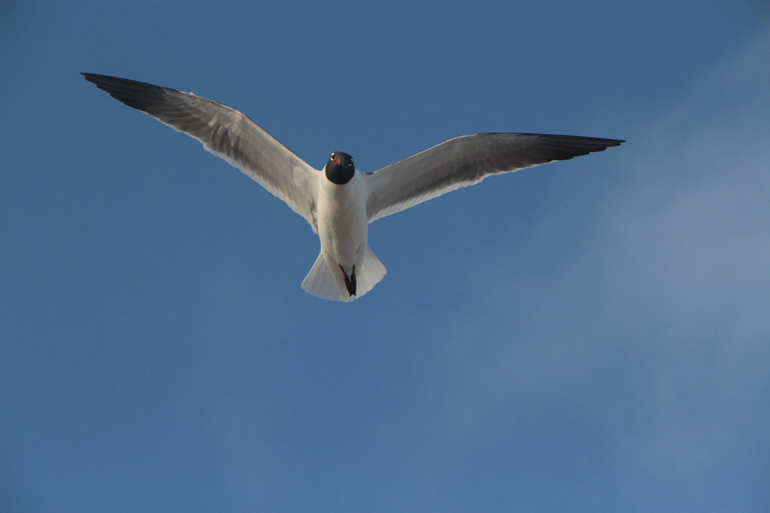 seagull.JPG