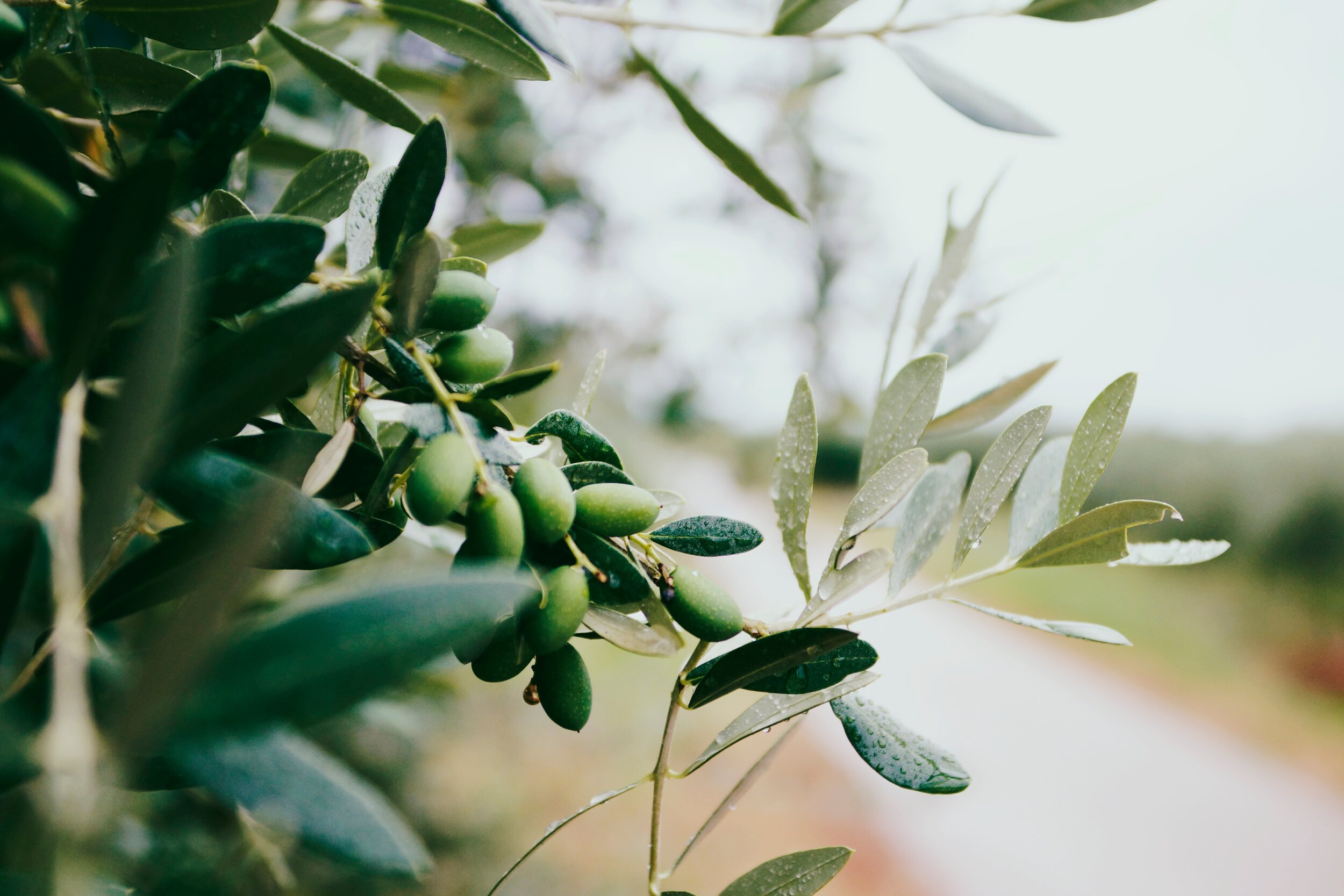 diy infused olive oil