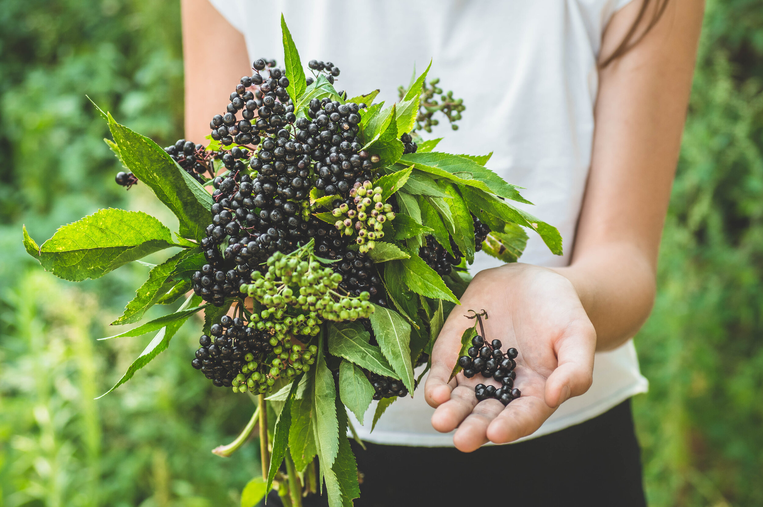 DIY Elderberry Syrup