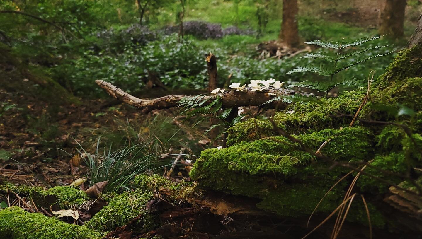 I love being outside. Especially when the bugs aren&rsquo;t biting me. 😊
.
.
.
.
.
.
.photos by @edgeofdreaming 
#gooutside #hiking #ferns #moss #wildmushrooms #nature