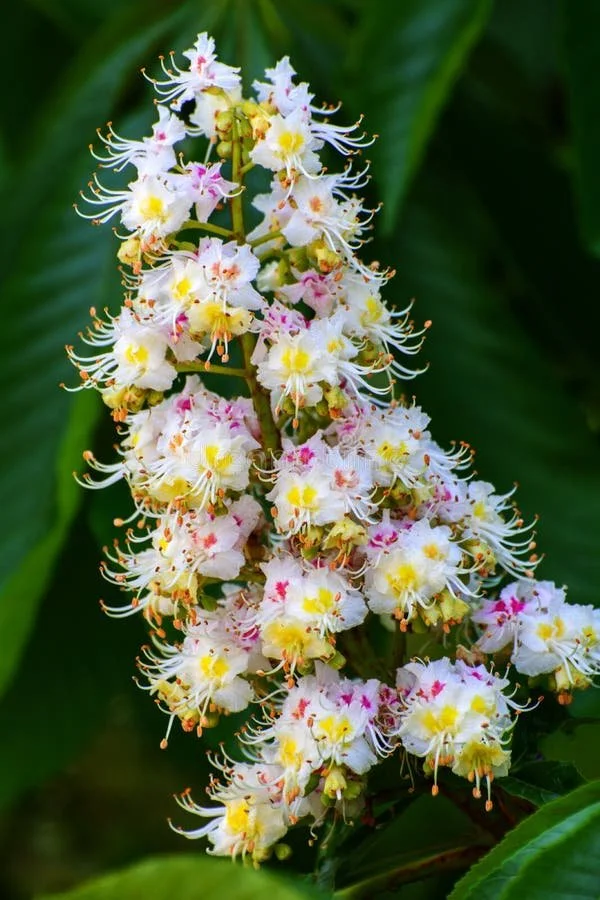 July 21st | Intro to Flower Essences Vibration Remedies for Emotional Balance