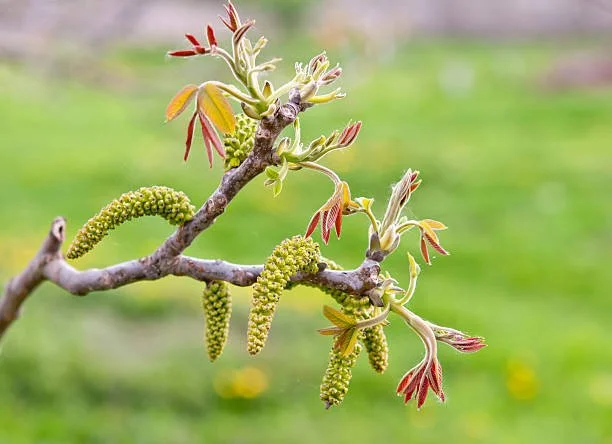 August 25th | Intro to Flower Essences Vibration Remedies for Emotional Balance (WALNUT Featured Flower)