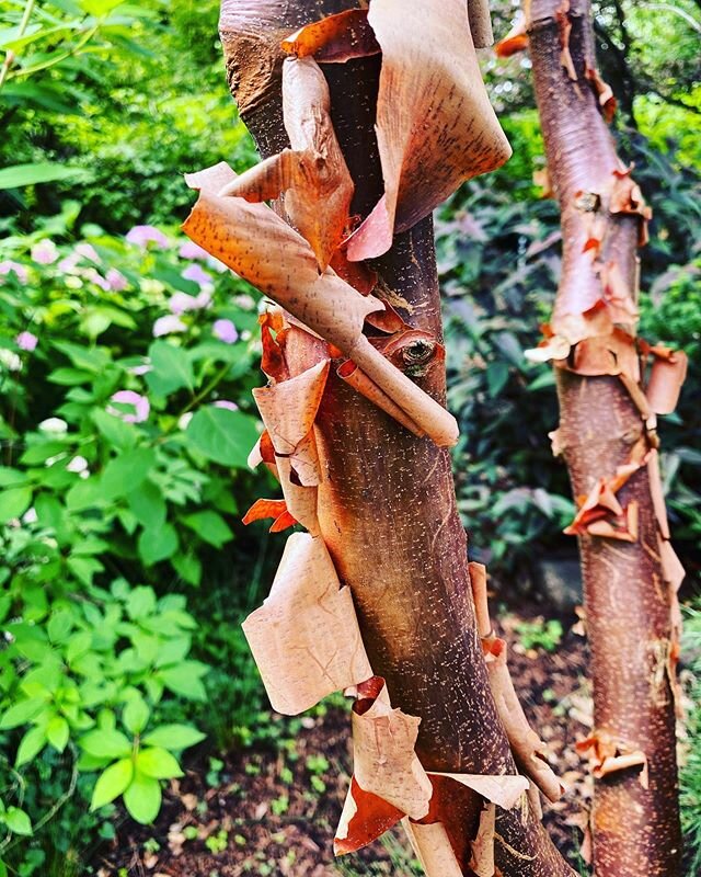 The paperbark maple is one of my favorite garden trees, with exceptional fall color, rounded shape and exfoliating cinnamon colored bark, it makes an excellent addition to any landscape.
