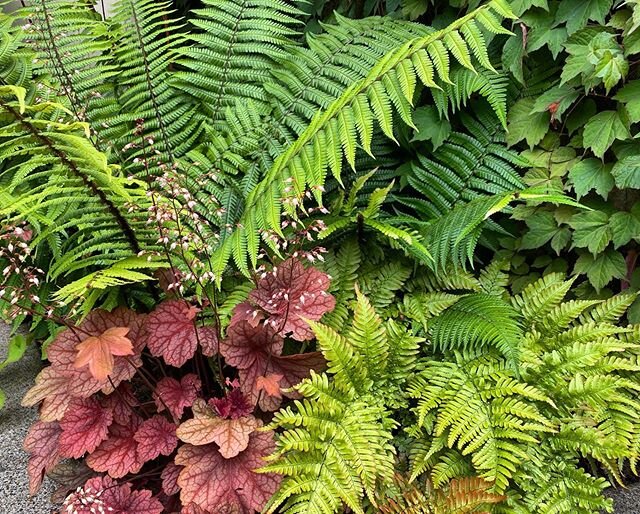 The perfect combination against a shady wall! #shade #ferns #nobloom #creeper #virginia #shadegarden  #garden #color #landscape