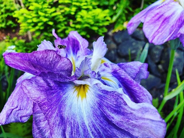 Japanese Iris, known as the botanical butterflies are an easy-care flower that love wet conditions. &bull;
&bull;
&bull;
&bull;
&bull;
#rainbow #greekrainbow #garden #iris #japanese #japaneseiris #japanesegarden #botanical #botanicgarden #butterfly #