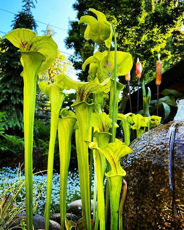 An army of pitcher plants is invading my garden, bugs beware.