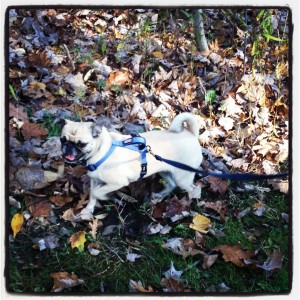 The Legend of Zelda: Zelda vs. the Leaf Pile