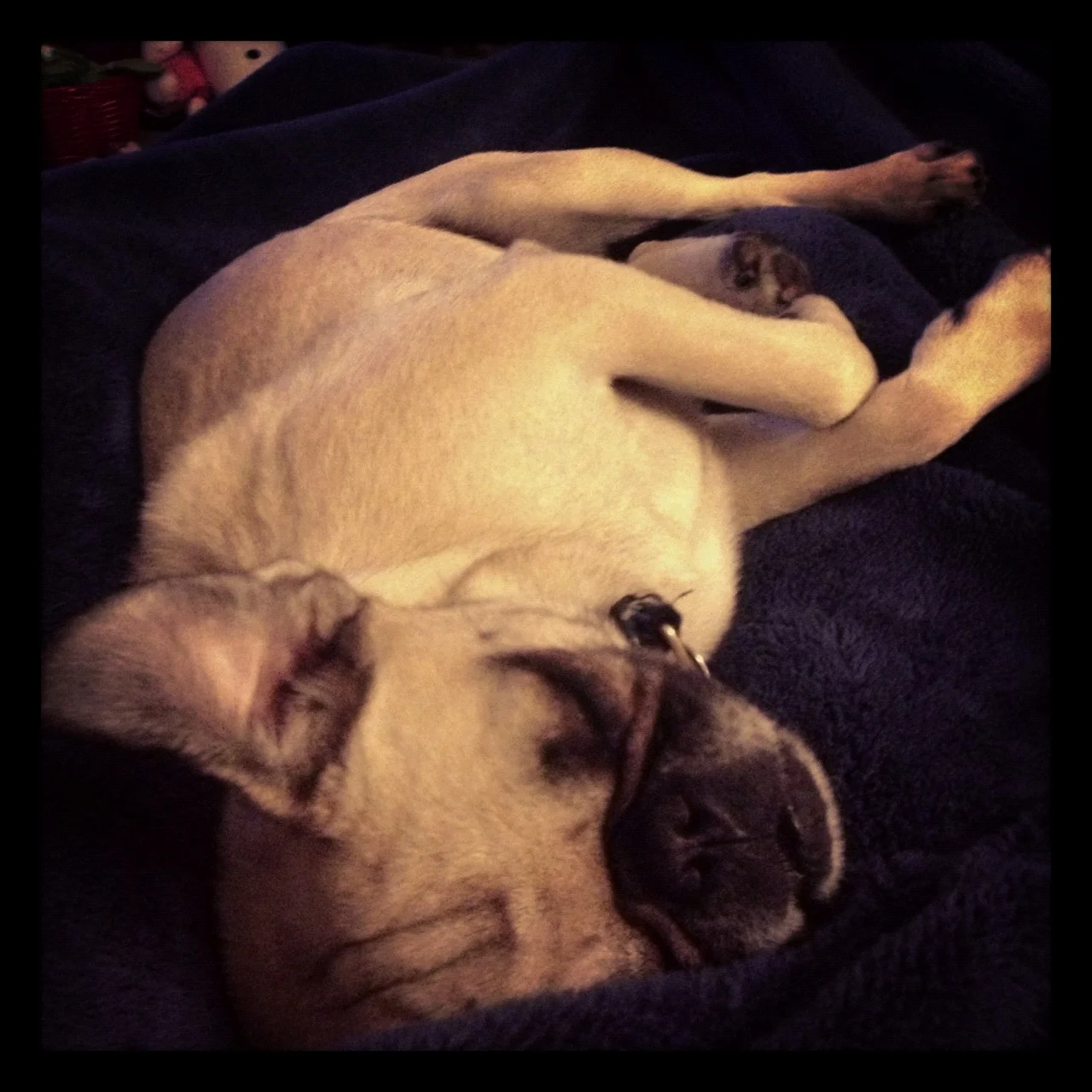 Zelda vs. Gannondorf the Tapeworm