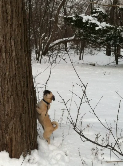 Zelda Meets Squeaks the Squirrel