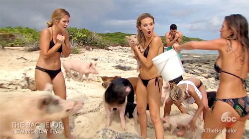 Yup, those are pigs (photo from ew.com)
