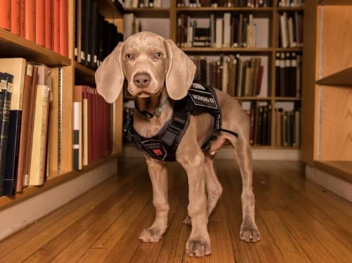 Photo from smithsonianmag.org