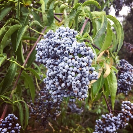 blue elderberry clusters low res.jpg