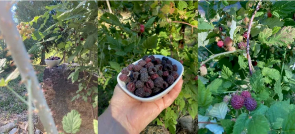 Wild Black Raspberries
