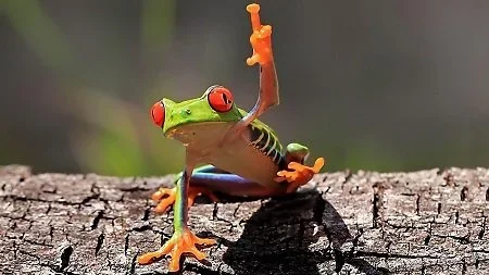 frog with hand raised.webp