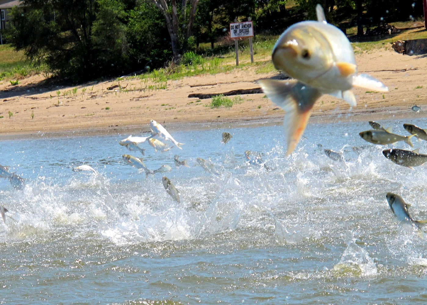 The Case for Eating Asian Carp