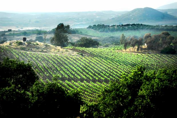 The Wines of Baja: A Gallery Talk &amp; Tasting with Stacie Hunt