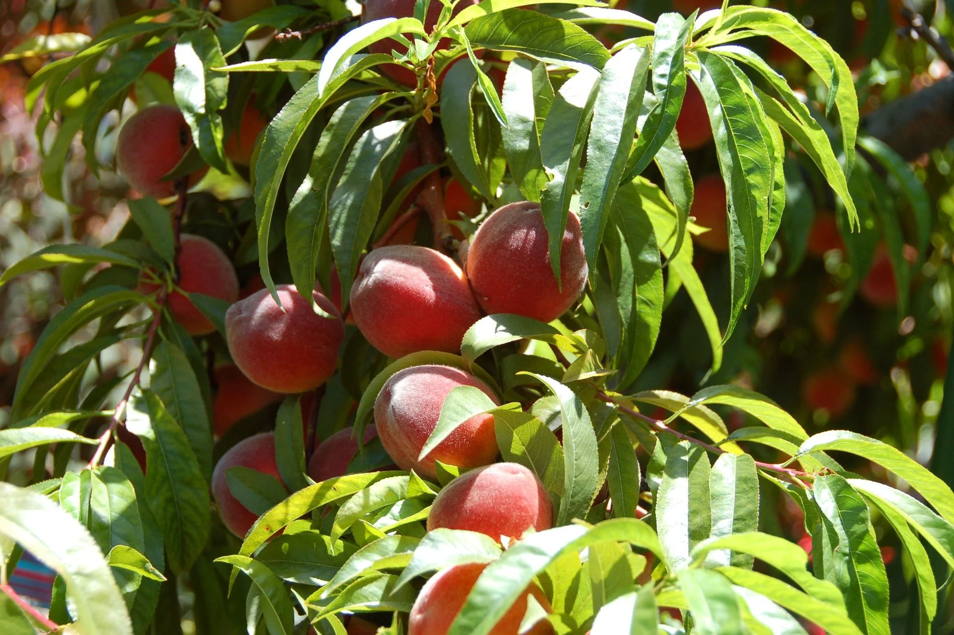 The Edible Landscape: Planting for Food with Judy Frankel
