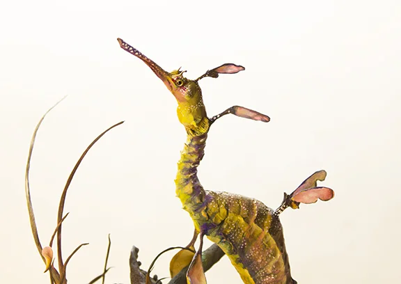 weedyseaddrgaon5.jpg