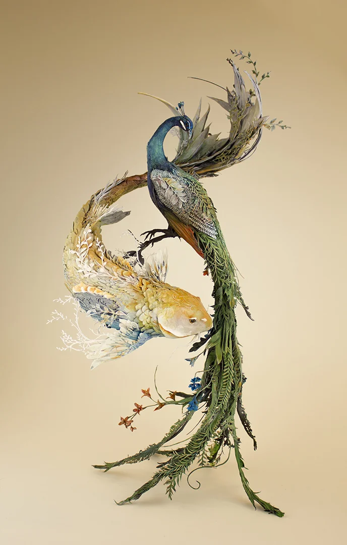 koipeacock1.jpg