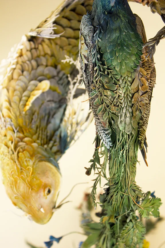 koipeacock3.jpg