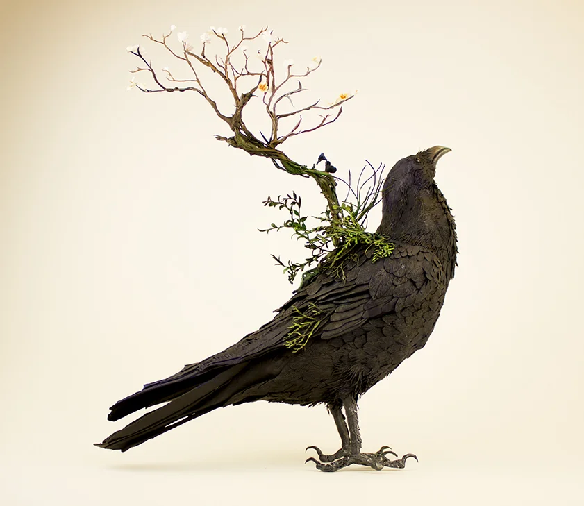 raven..1.jpg