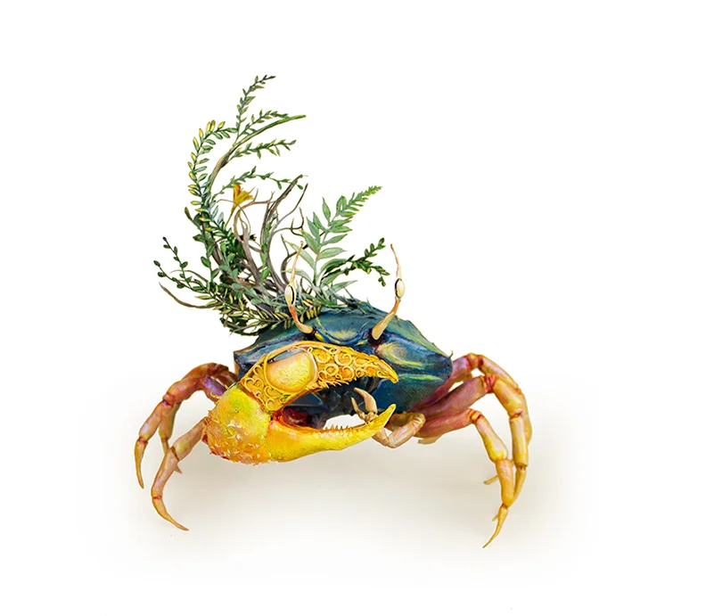 crab1.jpg