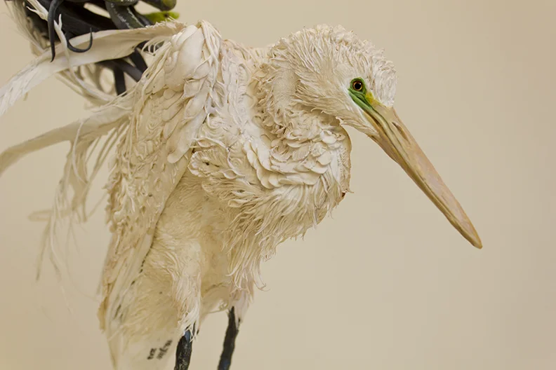 egret5.jpg