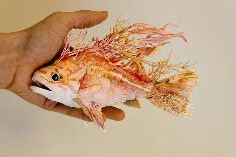 rockfish5.jpg
