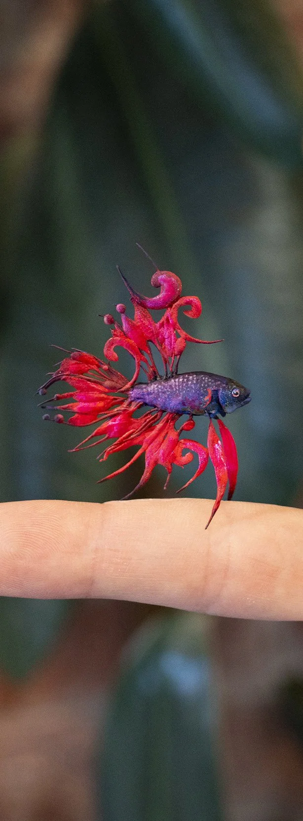 betta0.jpg