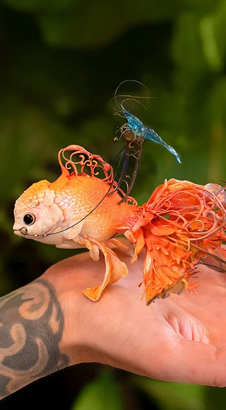 goldfish.jpg