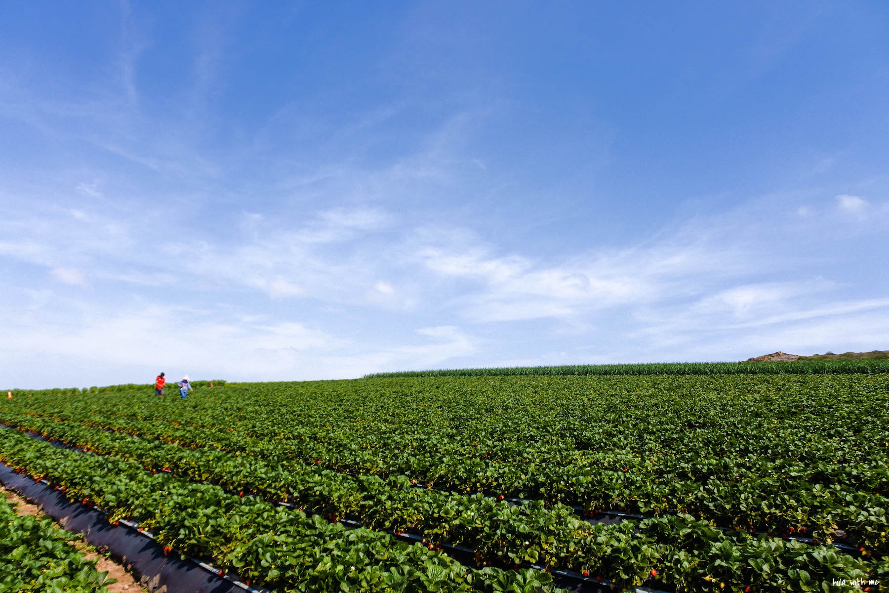 My favorite memory of this experience - I looked back to find my mom and our guide strolling along. Here, the strawberry field and nature are the stars. We humans are merely companions.
