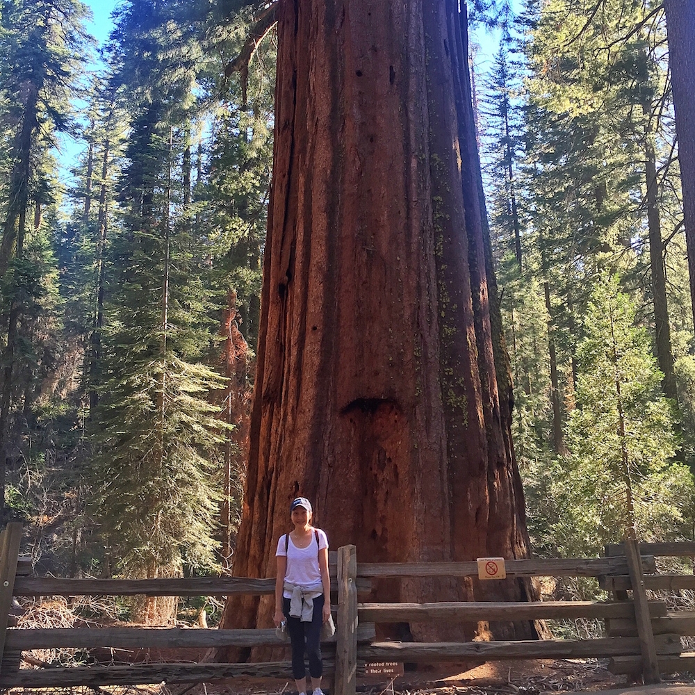 Giant Sequoia at Yosemite National Park