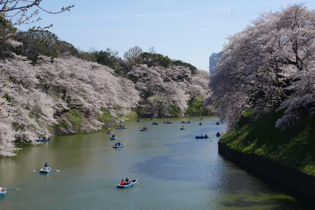 2018-5-18cherryblossoms.jpg