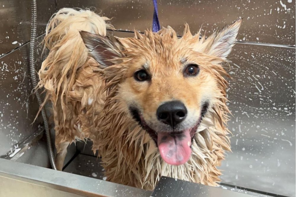 Pet Grooming Dog Grooming | Greer Eastside Greenville | Urban Yap