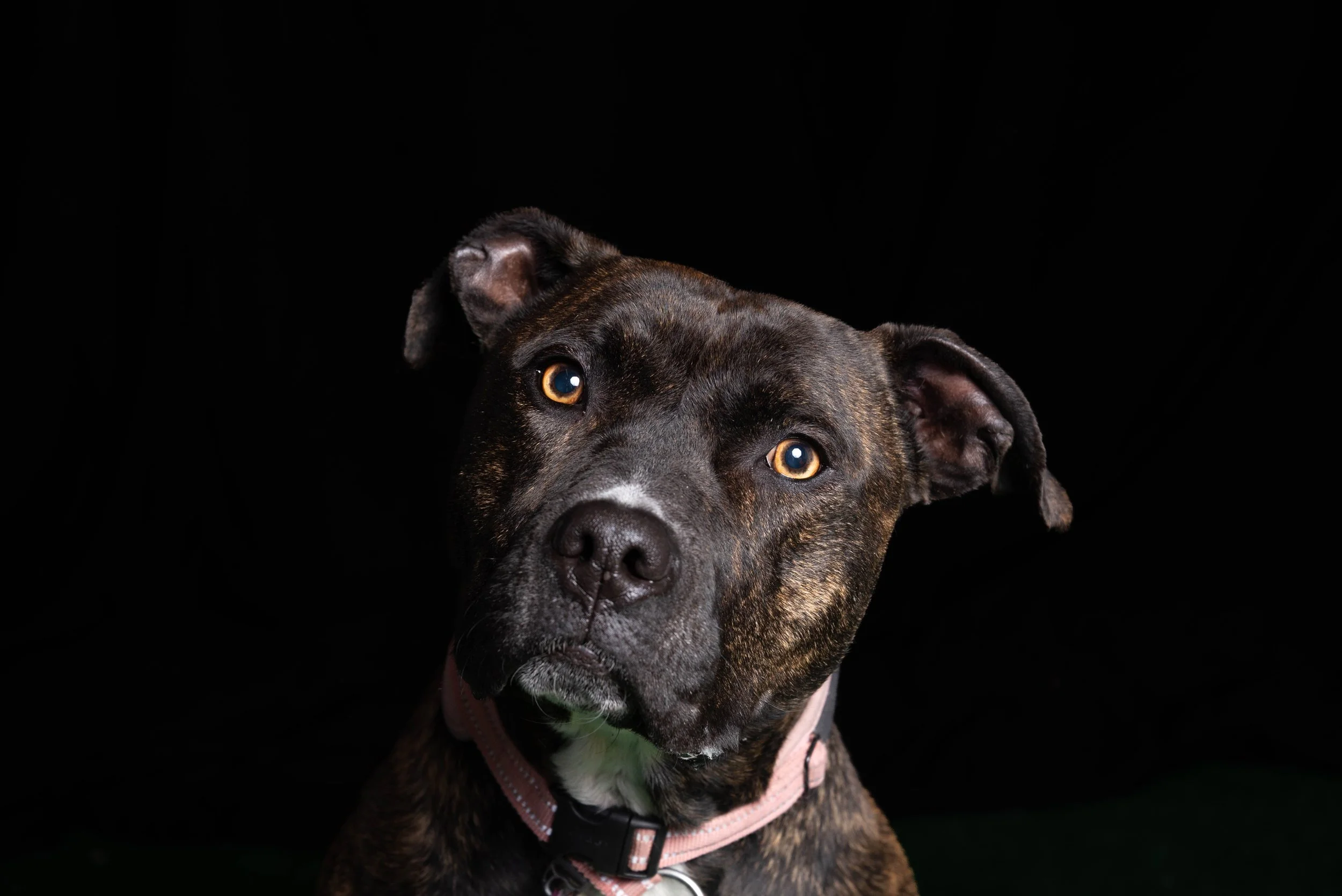  Chloe, Pitbull Terrier 