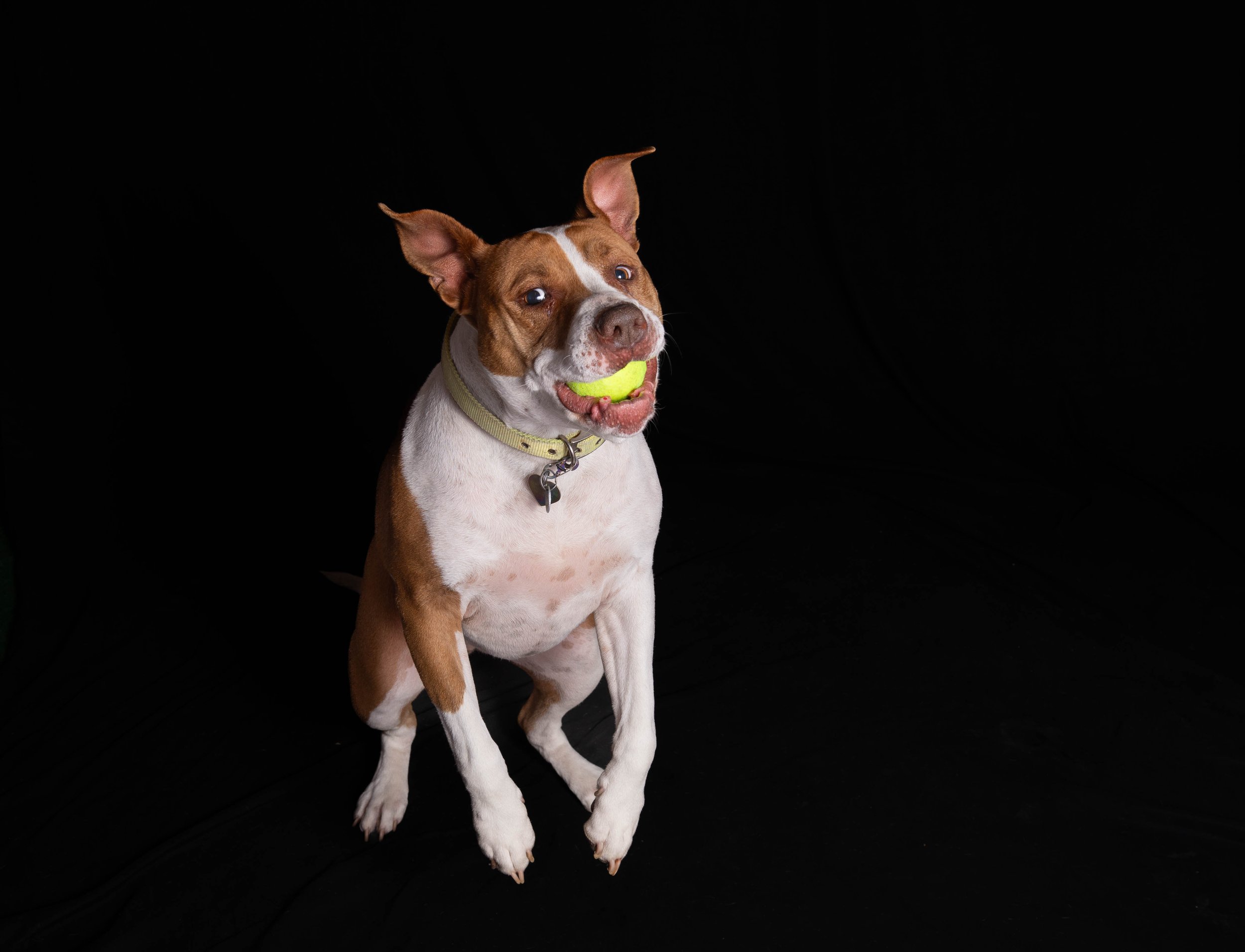  Jade, Pitbull Terrier 