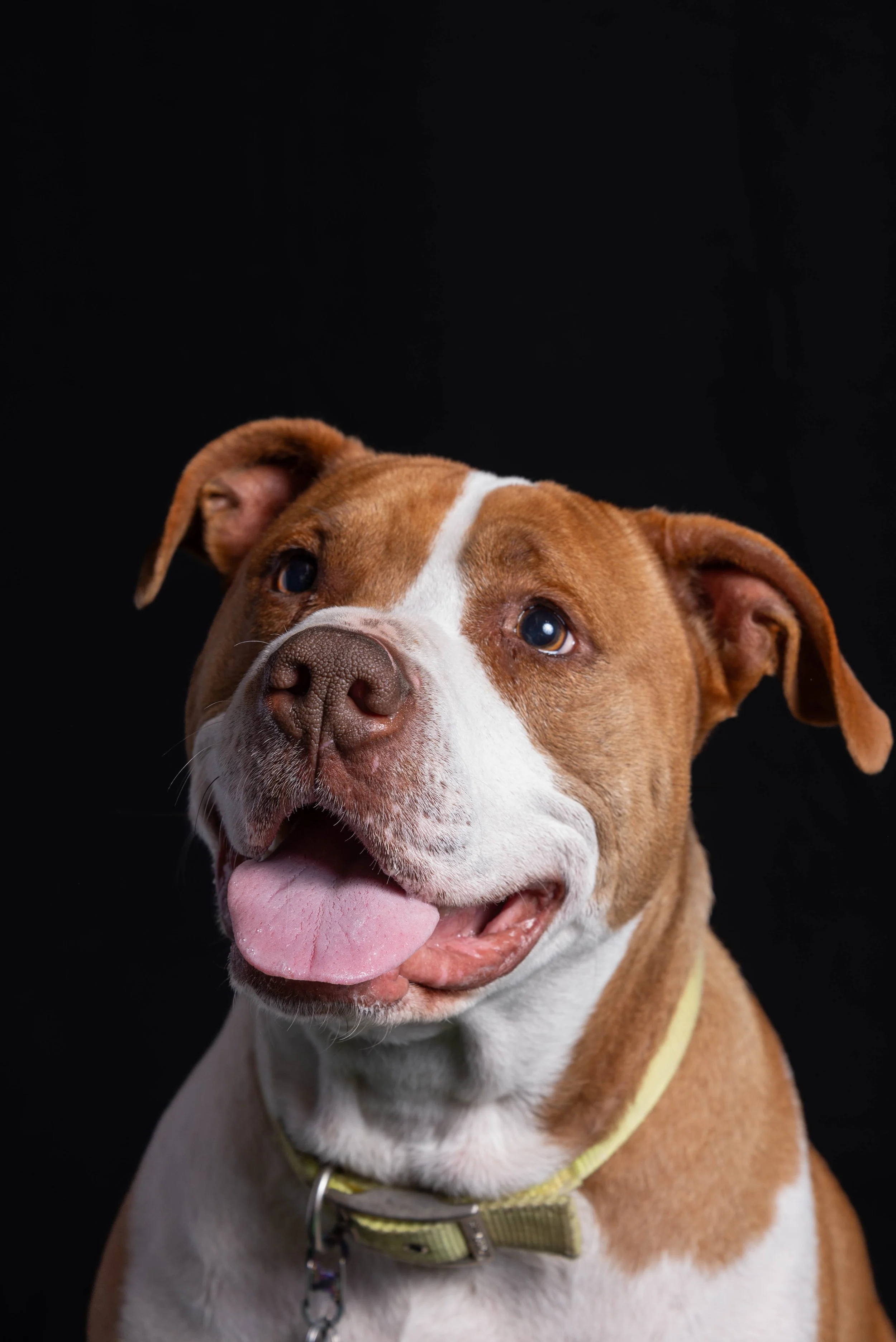  Jade, Pitbull Terrier 