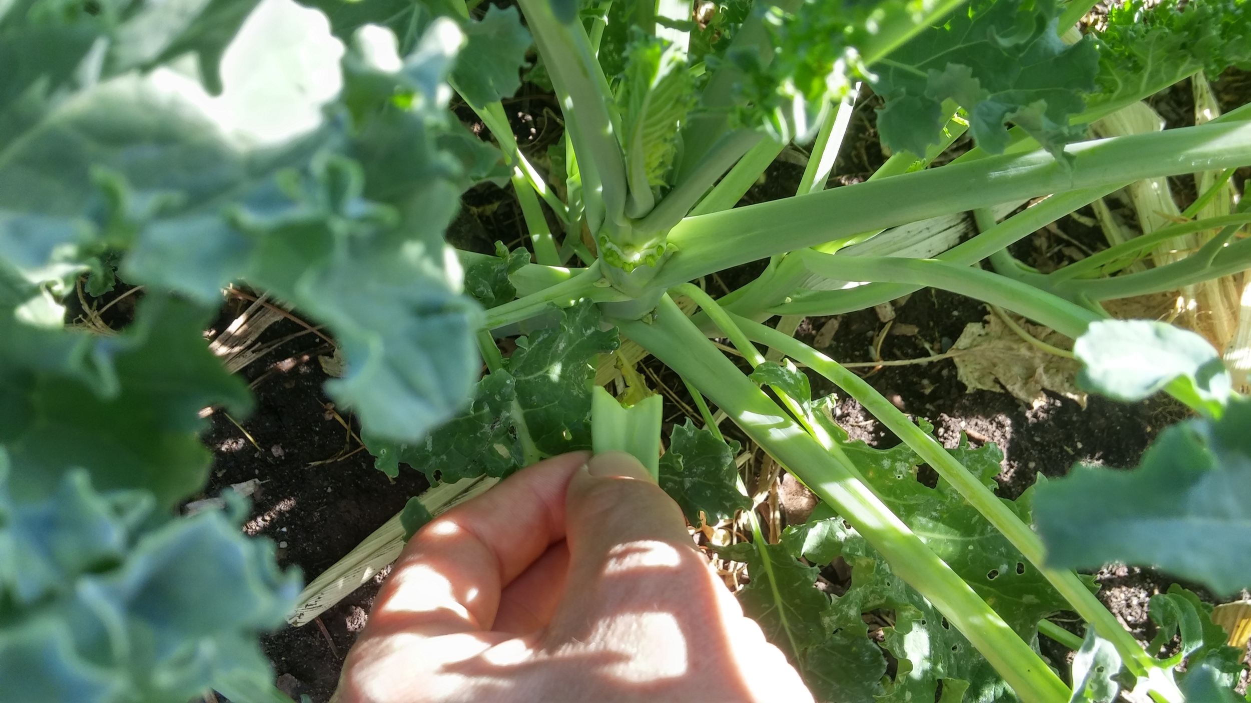 20150705_175038_HDR.jpg