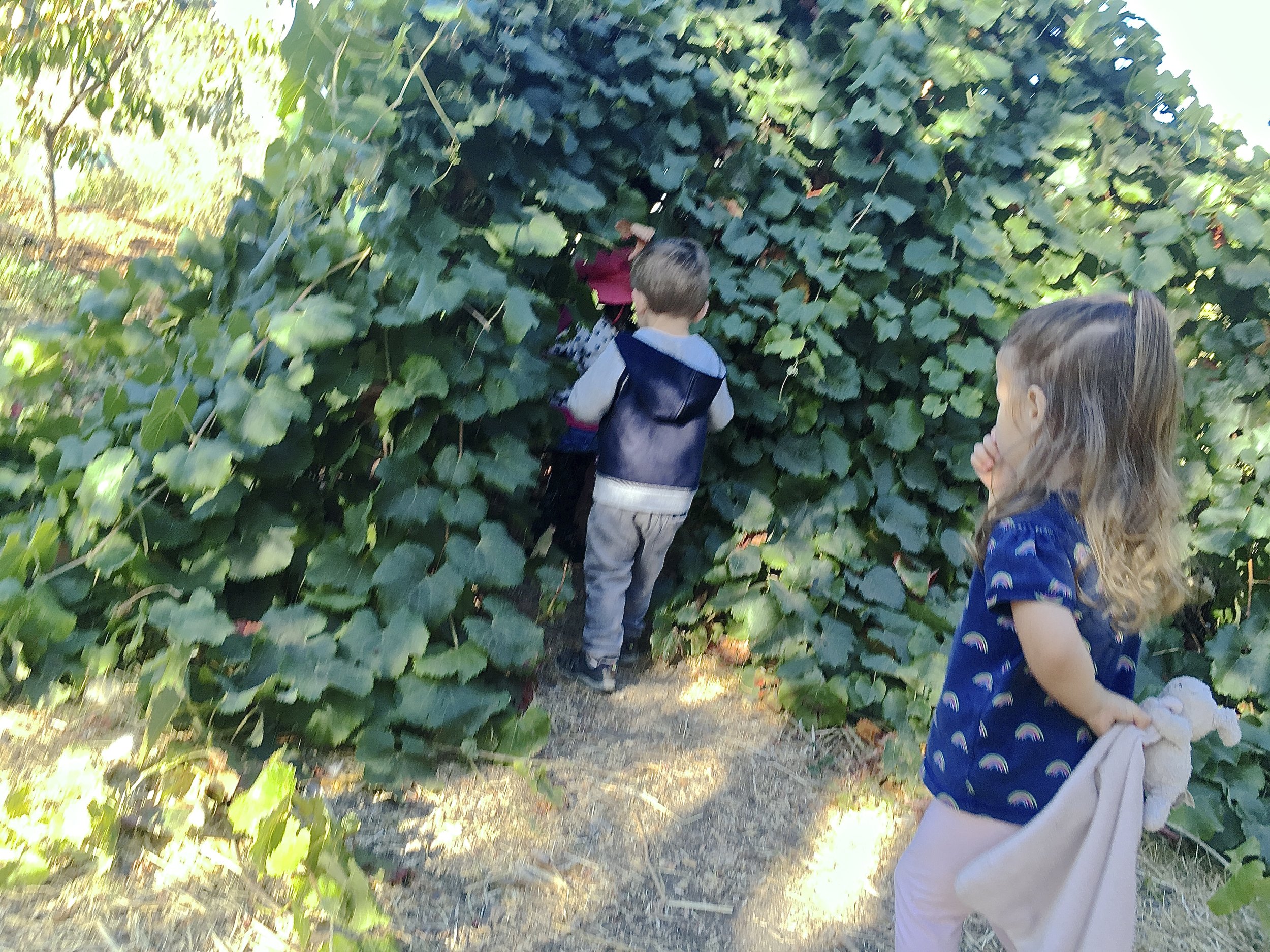 Grape Fort, School Garden ~ JH